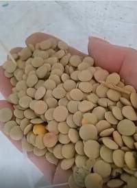 Russian Green Lentils