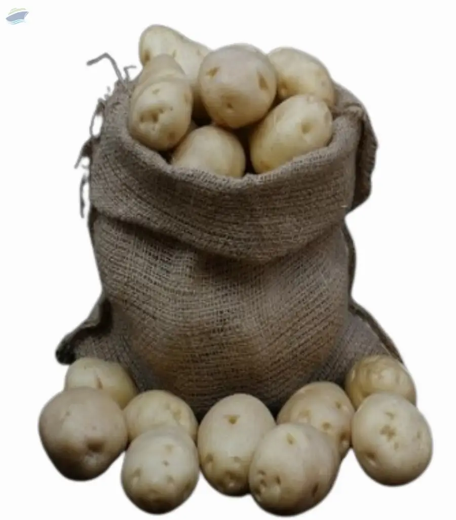 Kufri Bahar 3797 Potato