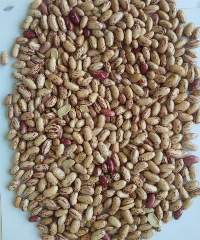 Light Speckled Kidney Bean