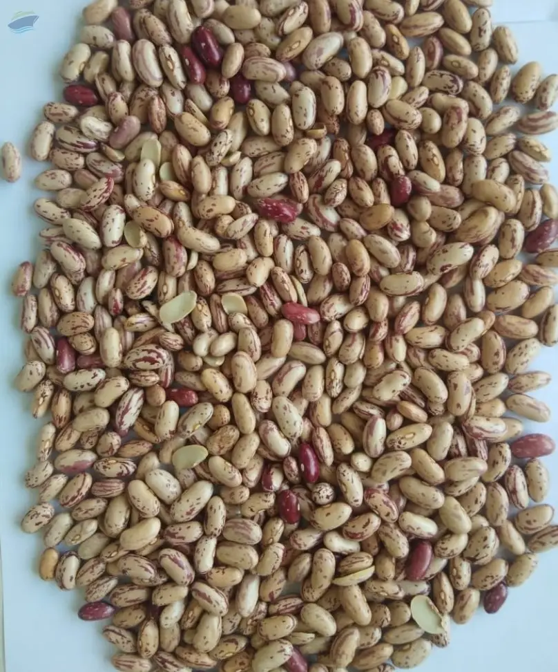 Light Speckled Kidney Bean