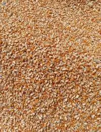 Yellow Maize / Yellow Corn