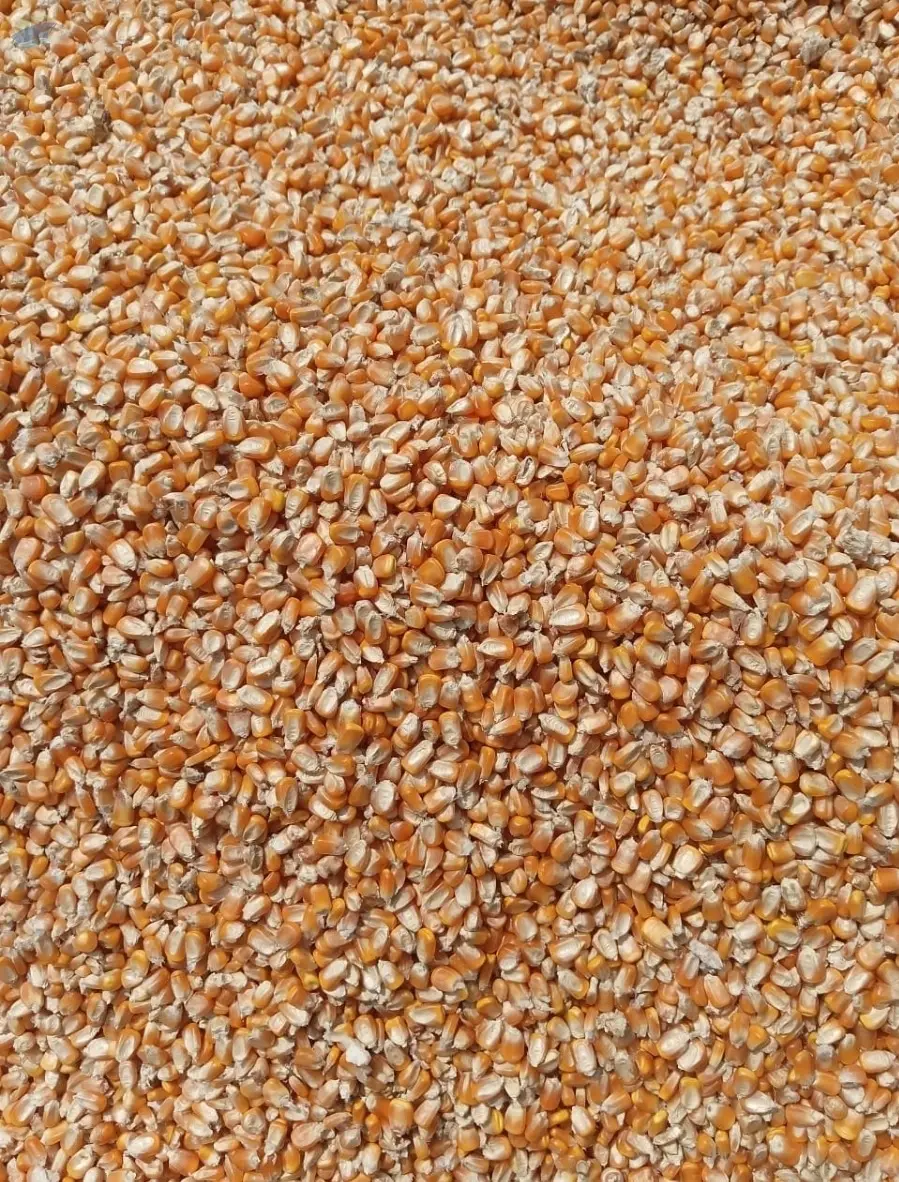 Yellow Maize / Yellow Corn
