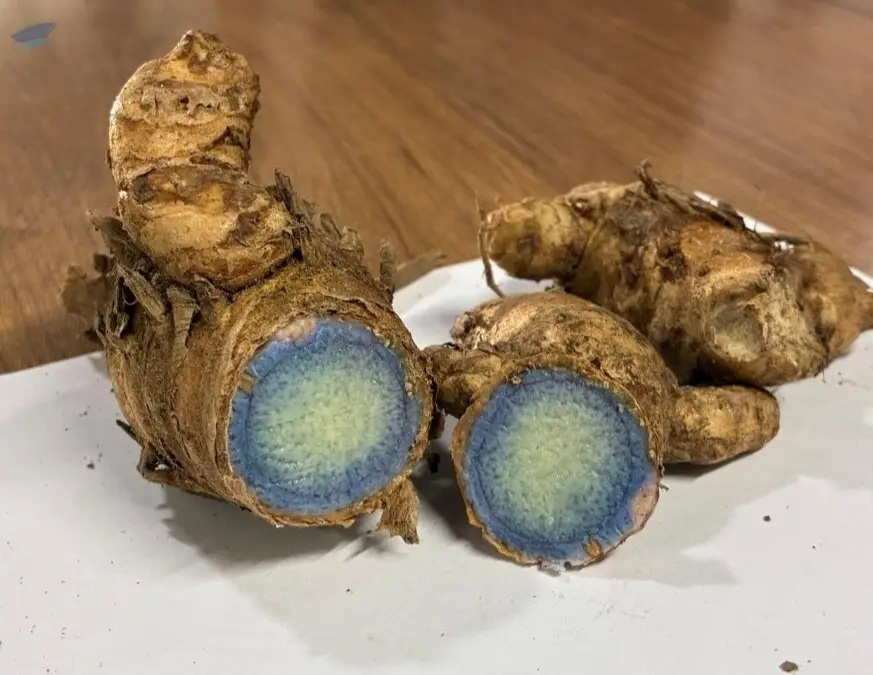 Black Ginger