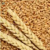 Wheat