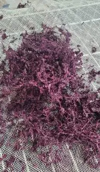 Dehydrated Leafy Greens