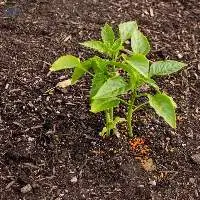 Organic Fertilizer