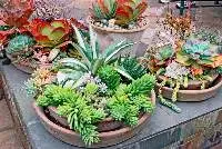 Succulent Mix