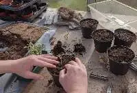 Potting Mix