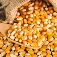 Corn / Maize