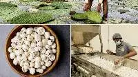 Natural Phool Makhana Export Grade