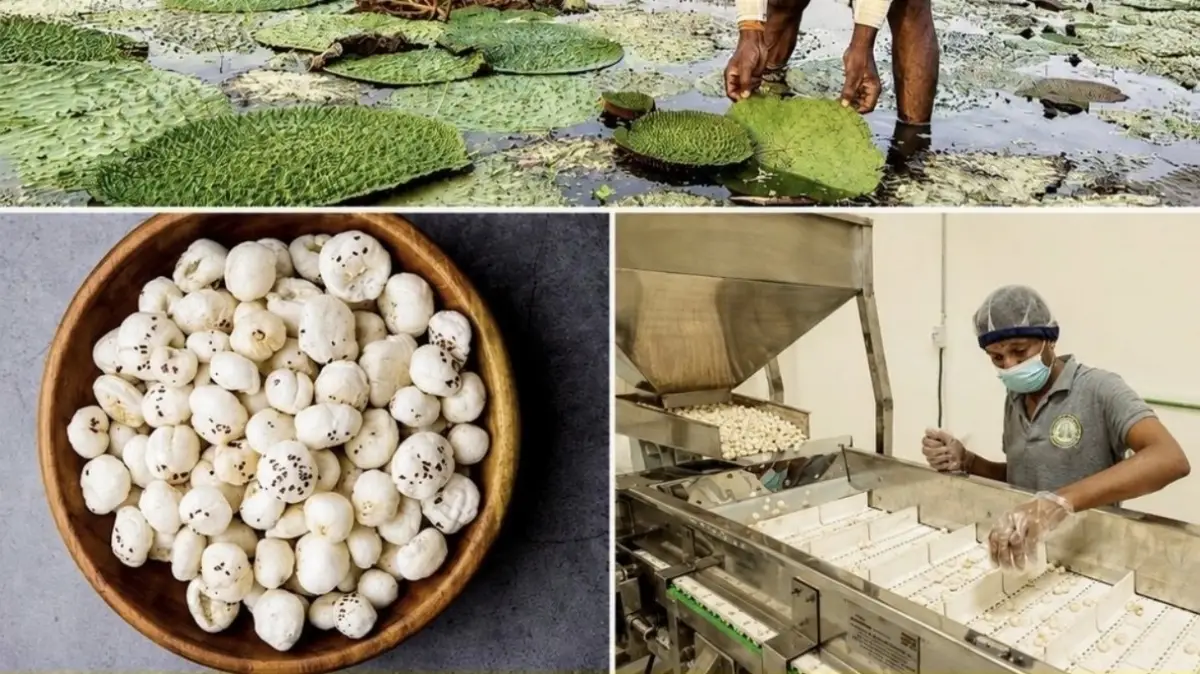 Natural Phool Makhana Export Grade