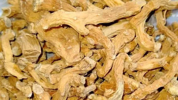 Shaqaqul Mishri (Pastinaca sativa)