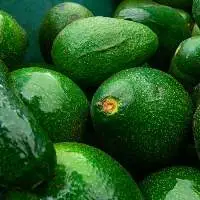 Fuerte Avocado