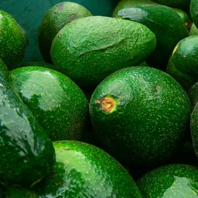 Fuerte Avocado