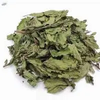 Pudina (Spearmint)