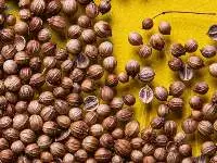 Coriander Seeds