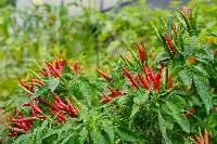 Fresh Chili