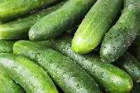 Fresh Cucumber