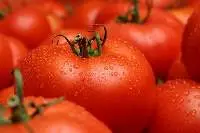 Fresh Tomatoes