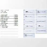 Buffet Flatware LV206 Series