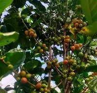 Betel Nuts (Areca catechu)