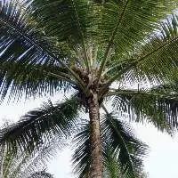 Semi Husked Coconut