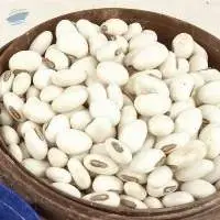 Mucuna Pruriens
