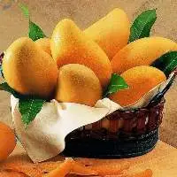 Alphonso Mango