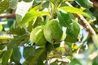 Guava