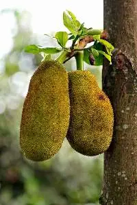 Jackfruit
