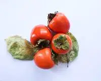 Persimmon