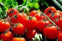 Tomatoes