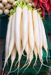 Radish