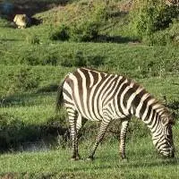 Zebra Feed Export Grade Quality