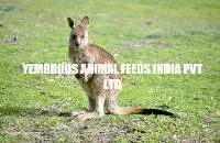 Kangaroo Feed