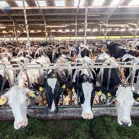 Dairy Cattle Feed
