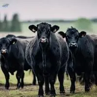 Beef Feed