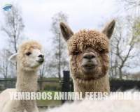 Premium Grade Alpaca Maintenance Feed