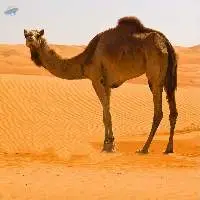 Camel Feed Export Grade Quality