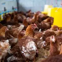 Broiler Poultry Concentrates