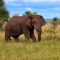 Elephant Feed Export Grade Quality