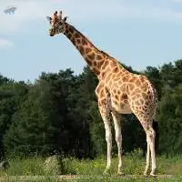 Giraffe Feed Export Grade Quality