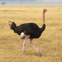 Ostrich Feed Export Grade Quality