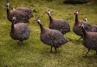 Guinea Fowl Feed Export Grade Quality