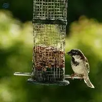 Small Bird Feed Export Grade Quality