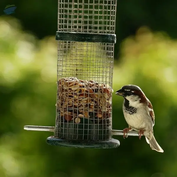 Small Bird Feed Export Grade Quality