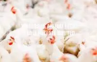 Poultry Concentrate 5% For Broilers Feed
