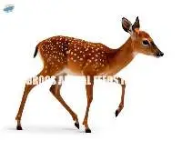 Bulk Order Supply Deer Calf Feed