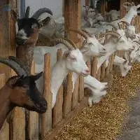 Goat Feed Export Grade Quality
