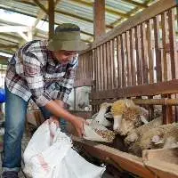 Sheep Feed Export Grade Quality